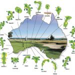 Nullarbor Links Il più grande 18 buce del mondo