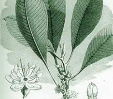 Guttaperca