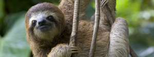 Sloth